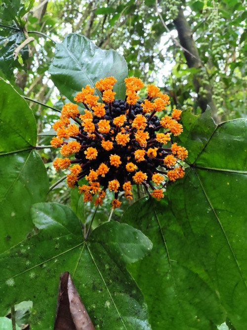 Osmoxylon oblongifolium