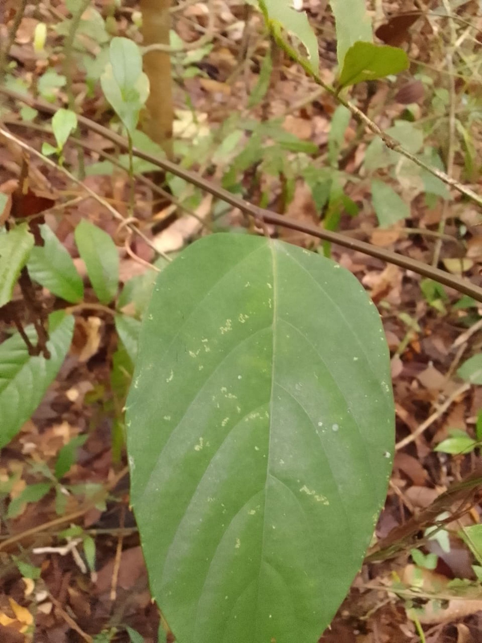 Spatholobus littoralis - Leaf Spatholobus littoralis - Leaf