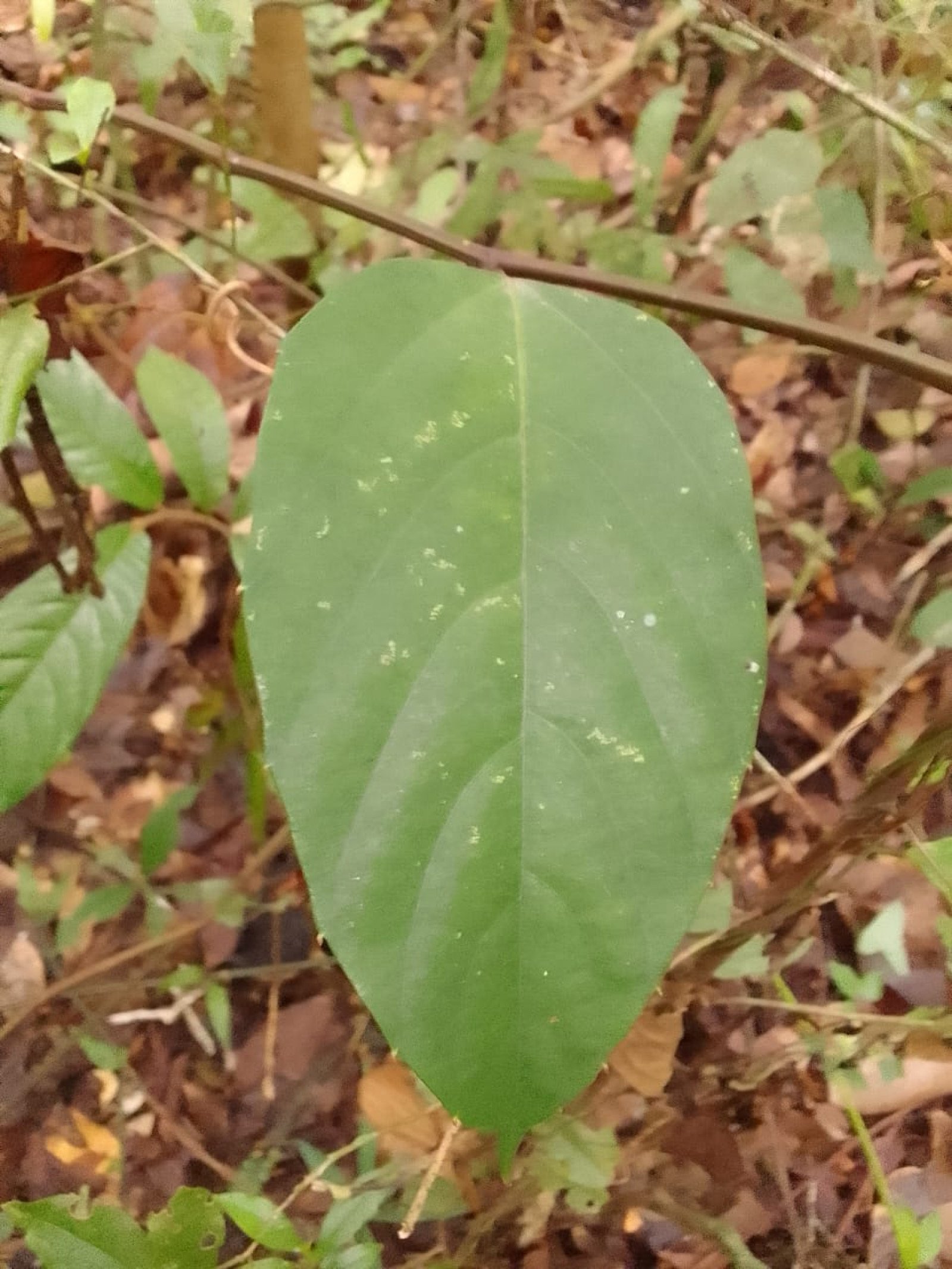 Spatholobus littoralis - Leaf Spatholobus littoralis - Leaf
