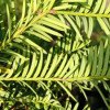 Taxus baccata