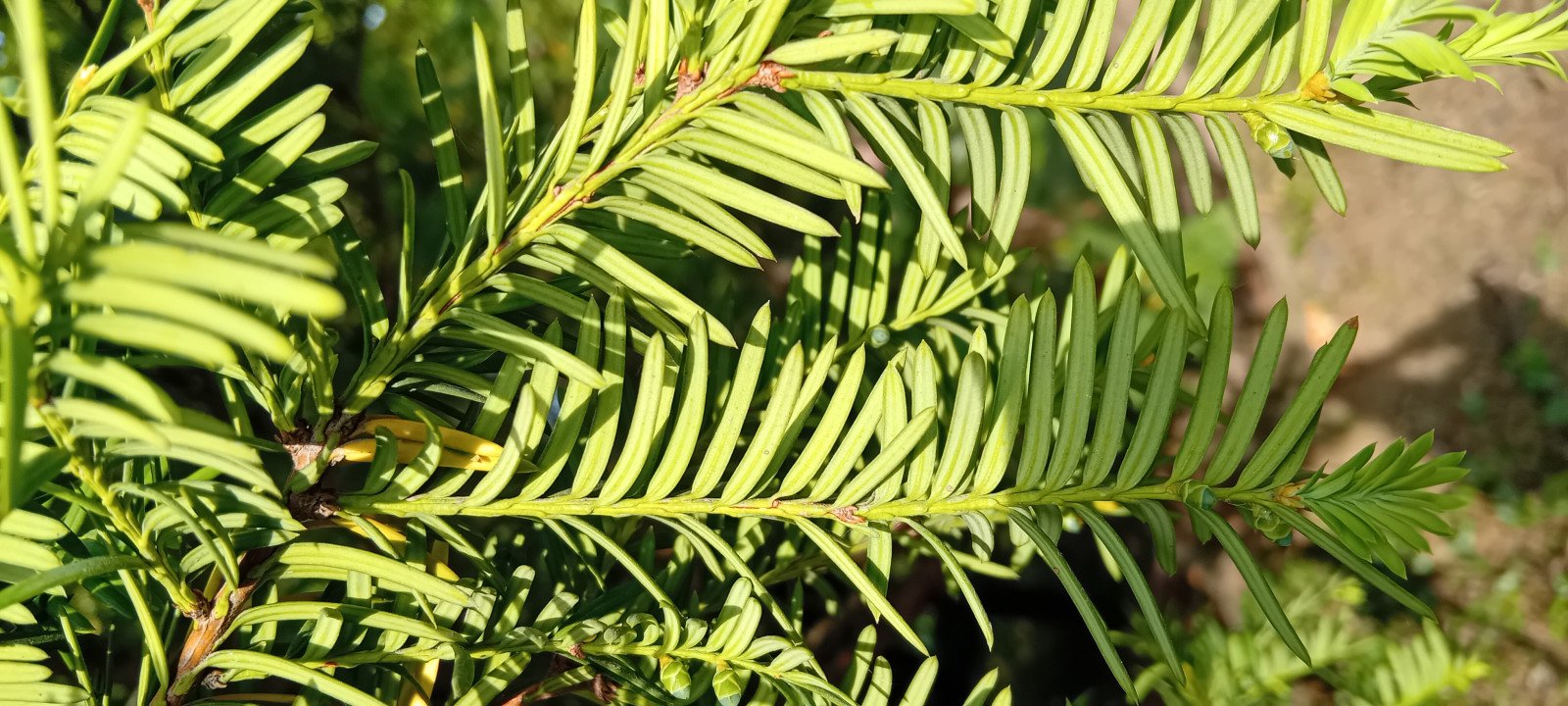 Taxus baccata - Aerial parts