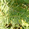 Taxus baccata