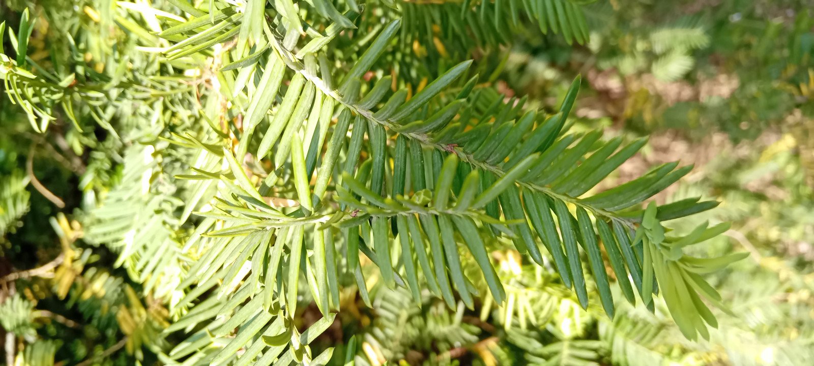 Taxus baccata - Aerial parts