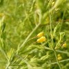 Asparagus officinalis