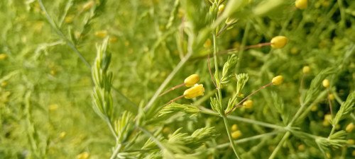 Asparagus officinalis