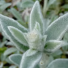 Stachys byzantina