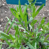 Anchusa azurea