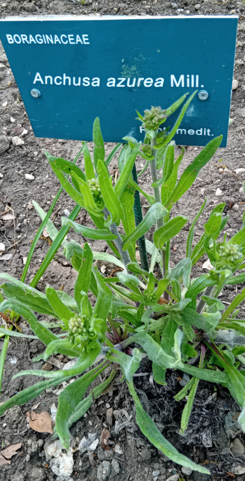 Anchusa azurea