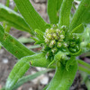 Anchusa azurea