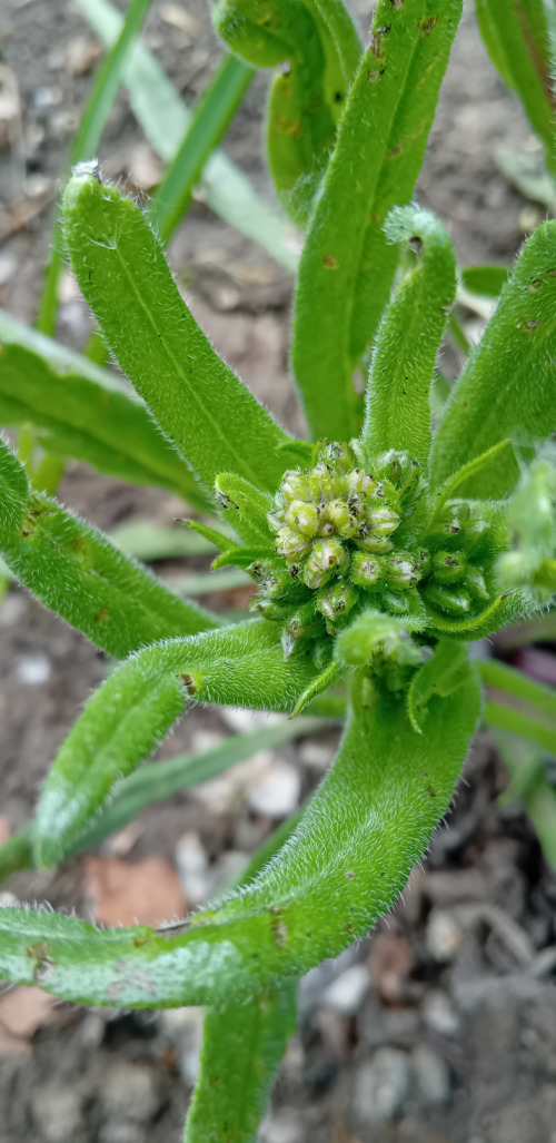 Anchusa azurea