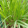 Allium tuberosum