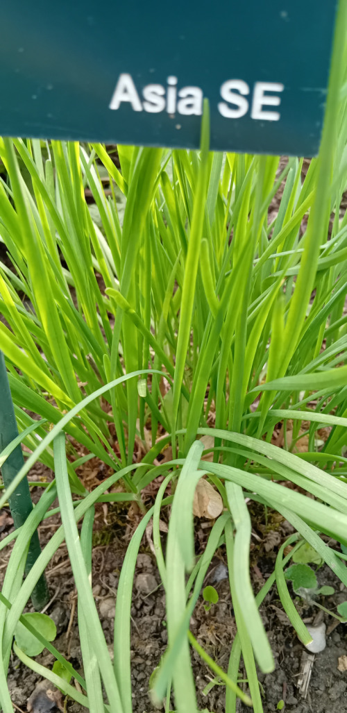 Allium tuberosum
