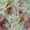 Santolina rosmarinifolia