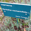 Santolina rosmarinifolia