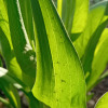 Pseudopodospermum hispanicum