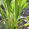 Pseudopodospermum hispanicum